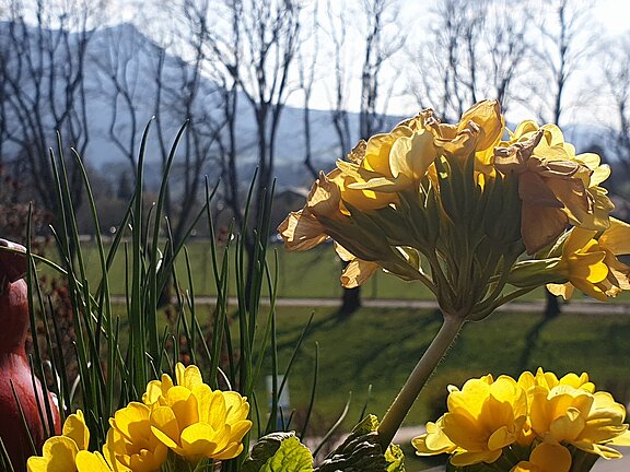 Blumen, dahinter Alleebäume und Berge