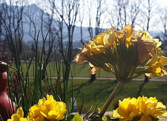 Blumen, dahinter Alleebäume und Berge